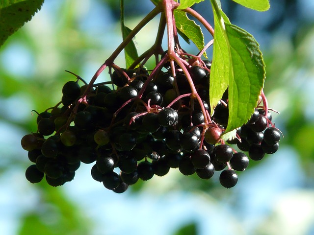 plody černého bezu